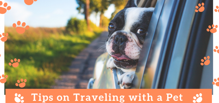 Tips on Traveling with a pet