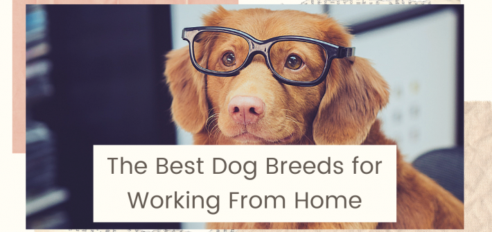 Best Dog Breeds for Working from Home