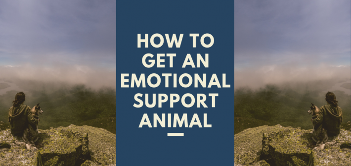 How to get an emotional support animal