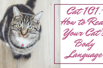 How to Read Your Cat's Body Language