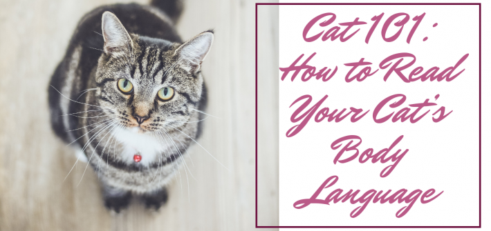 How to Read Your Cat's Body Language