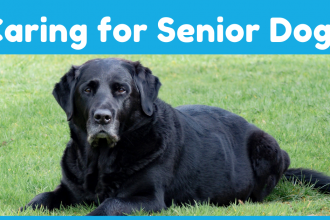 Tips for Caring for Senior Dogs
