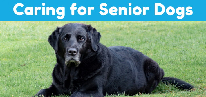 Tips for Caring for Senior Dogs