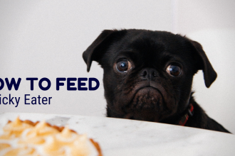 How to feed your picky dog eater