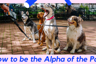 How to be the alph of the pack