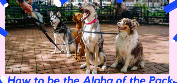 How to be the alph of the pack