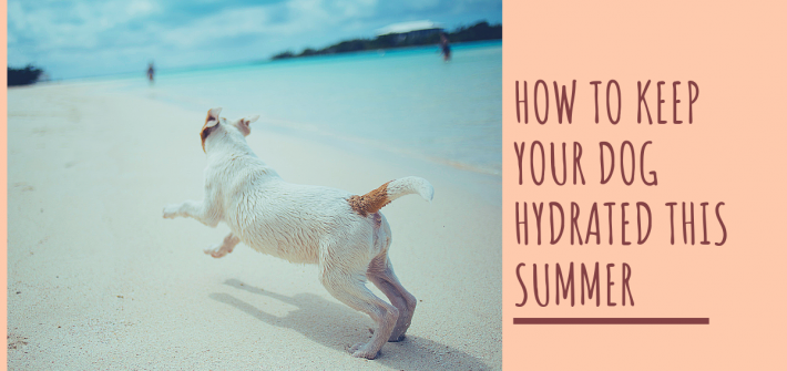 How to keep your dog hydrated
