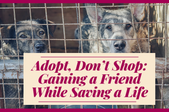Adopt, Don't Shop: Gaining a Friend While Saving a Life