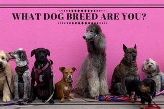 What Dog Breed Are You?