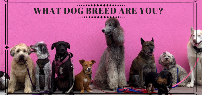 What Dog Breed Are You?