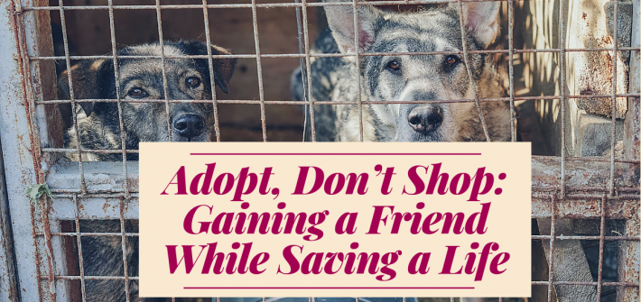 Adopt, Don't Shop: Gaining a Friend While Saving a Life