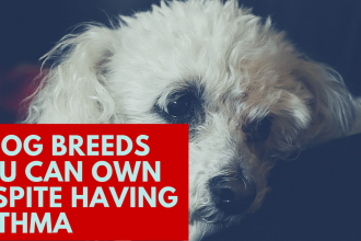 4 dog breeds you can own despite having asthma