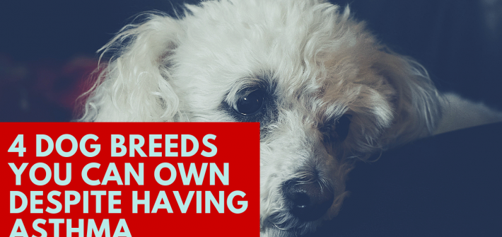 4 dog breeds you can own despite having asthma
