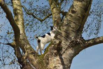 Cat stuck in tree
