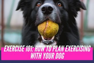 How to plan exercising with your dog