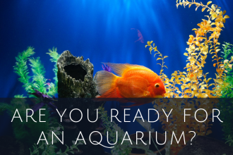 Are you ready for an aquarium?
