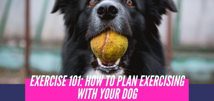 How to plan exercising with your dog
