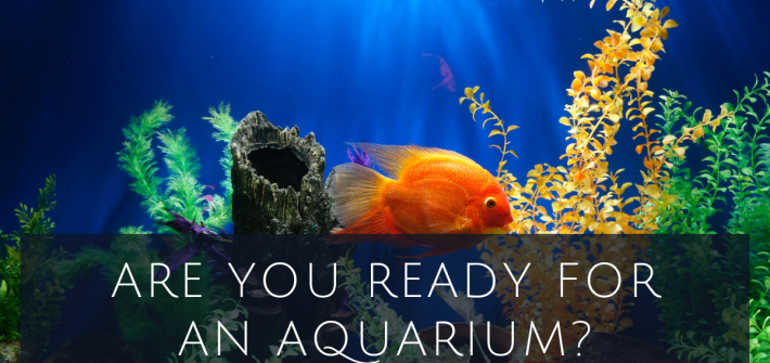 Are you ready for an aquarium?