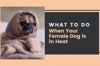 What to do when your female dog is in heat