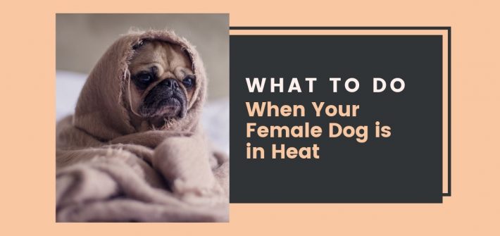 What to do when your female dog is in heat