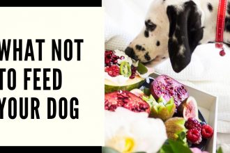 What not to feed your dog