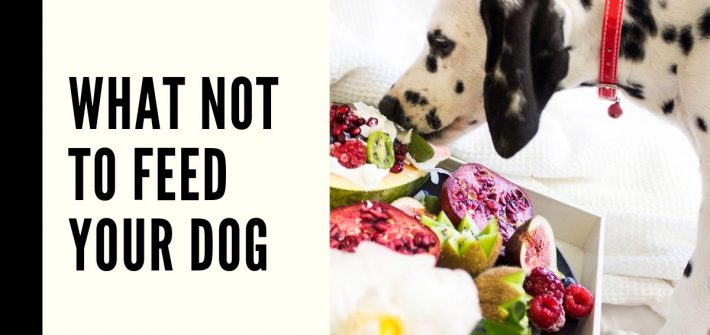 What not to feed your dog