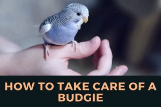 How to take care of a budgie