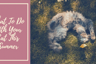 What to do with your cat this summer