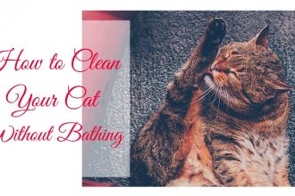 How to clean your cat without bathing it
