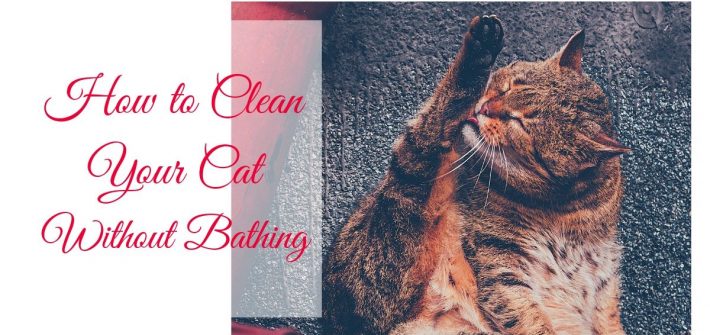 How to clean your cat without bathing it