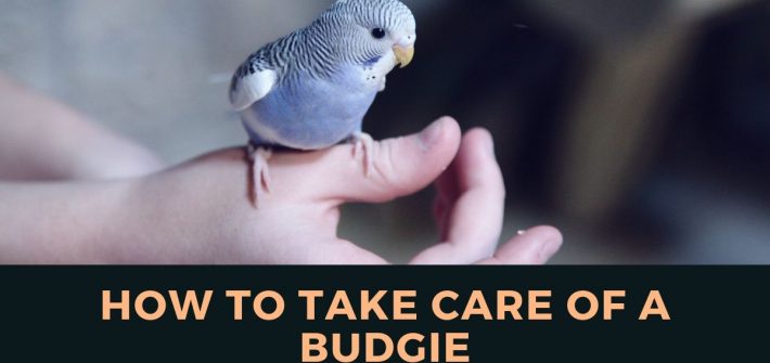 How to take care of a budgie