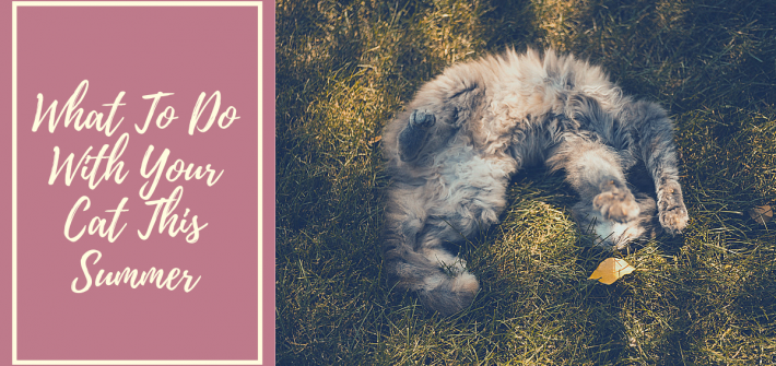 What to do with your cat this summer