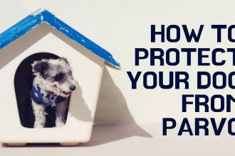 how to prevent parvo