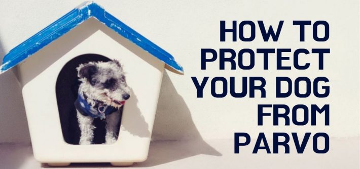 how to prevent parvo