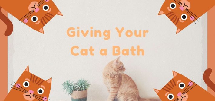 giving a cat a bath