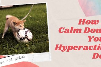 calm hyperactive dog