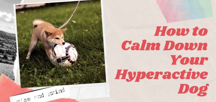 calm hyperactive dog
