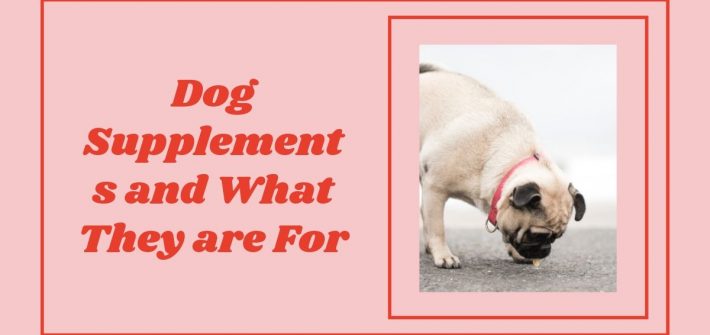 Dog Supplements