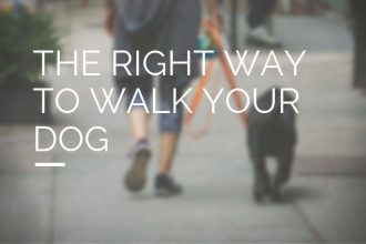 walk your dog tips