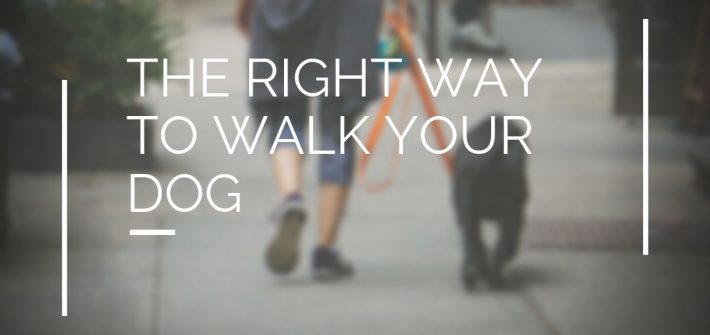 walk your dog tips