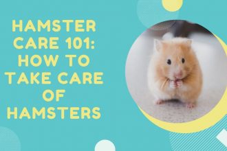 How to Take Care of Hamsters