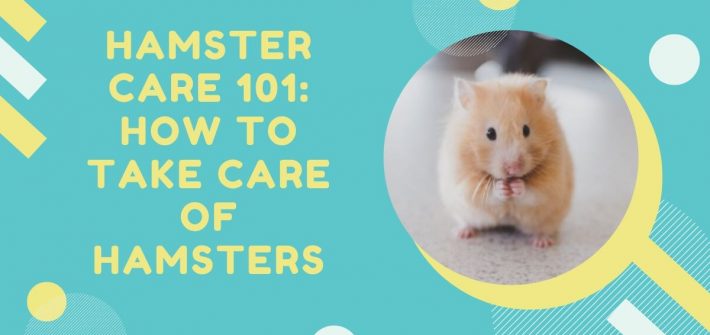 How to Take Care of Hamsters