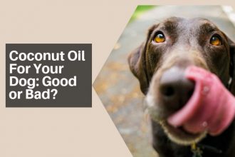 Coconut Oil For Your Dog