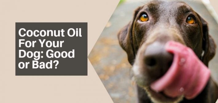 Coconut Oil For Your Dog