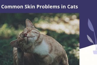 Common Skin Problems in Cats