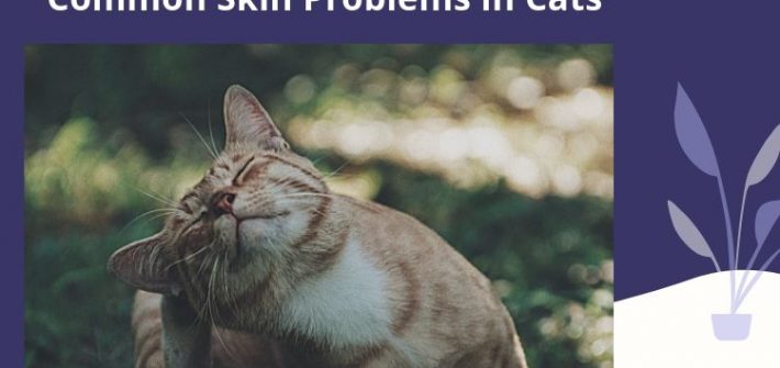 Common Skin Problems in Cats