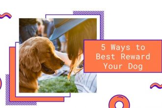 best ways to reward your dog