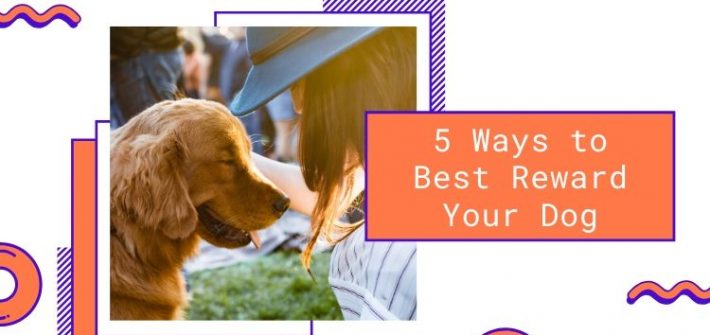 best ways to reward your dog