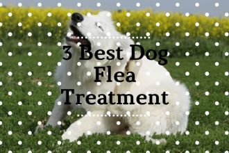 Best Dog Flea Treatments