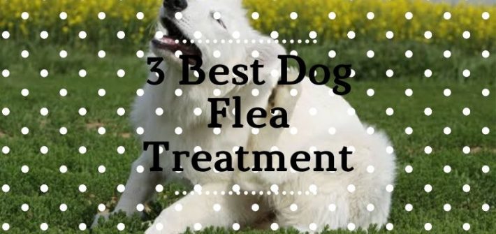 Best Dog Flea Treatments